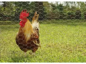 Cerramiento Gallinero en Cantabria