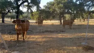 Cerramientos para ganado en cantabria