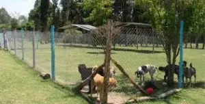 cerramientos-para-perros